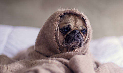 Duis aute irure dolor in reprehenderit consectetur